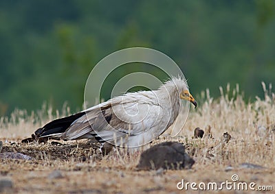 Egyptian Vulture (Neophron percnopterus) Stock Photo