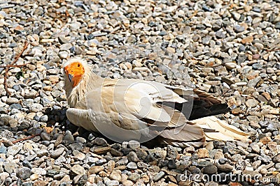 The Egyptian vulture (Neophron percnopterus) Stock Photo