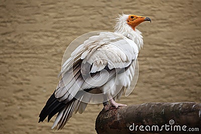 Egyptian vulture (Neophron percnopterus). Stock Photo