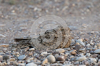 Egyptische Nachtzwaluw, Egyptian Nightjar, Caprimulgus aegyptius Stock Photo