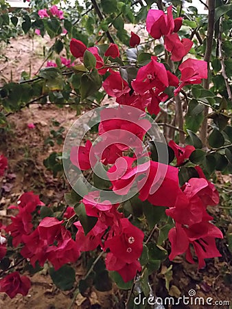 Bouganvillea followers in garden Stock Photo