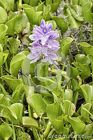 Eichhornia crassipes, water hyacinth Stock Photo