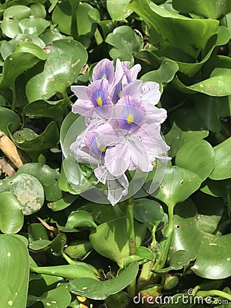 Eichhornia crassipes, water hyacinth Stock Photo