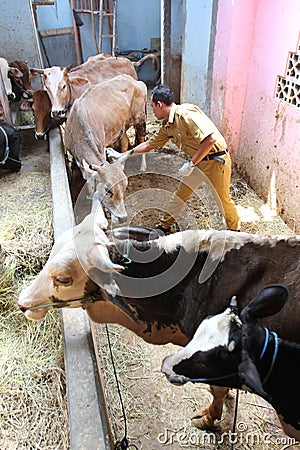 Eid al Adha preparation Editorial Stock Photo