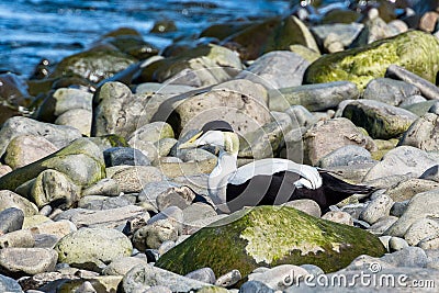 Eider duck laying on the rock, Iceland Stock Photo