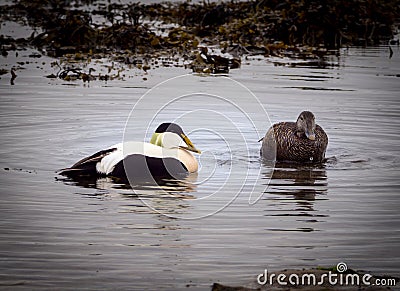 Eider ducks on Icelandic beach Stock Photo