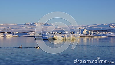 Eider ducks at Jokulsarlon Stock Photo