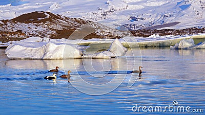 Eider ducks at sunrise at Jokulsarlon in Iceland Stock Photo