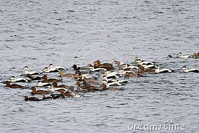 Eider ducks swimming Stock Photo