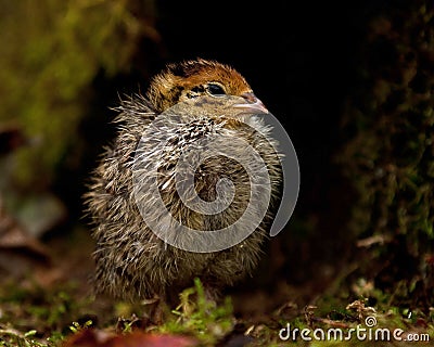 Eight days old quail, Coturnix japonica.....photographed in nature Stock Photo