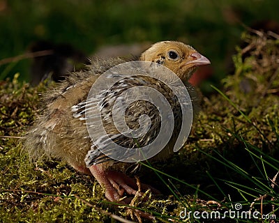 Eight days old quail, Coturnix japonica.....photographed in nature Stock Photo