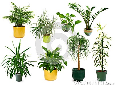 Eight different indoor plants in a set Stock Photo