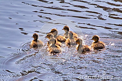 Eight little ducklings swimming in a small pond. Stock Photo