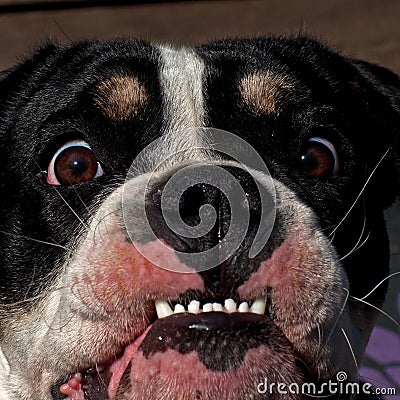 Eight months puppy of Old English Bulldog, in a close-up Stock Photo