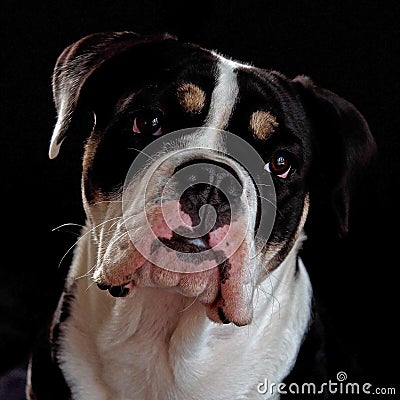 Eight months puppy of Old English Bulldog, in a close-up Stock Photo