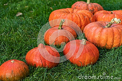 Eight orange pumpkins lie diagonally from left to right on green grass Stock Photo