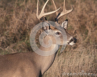 Eight point buck Stock Photo