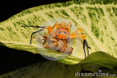 An eight-spotted crab spider preying on a cricket. Stock Photo