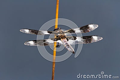 Eight spotted Skimmer Dragonfly Stock Photo