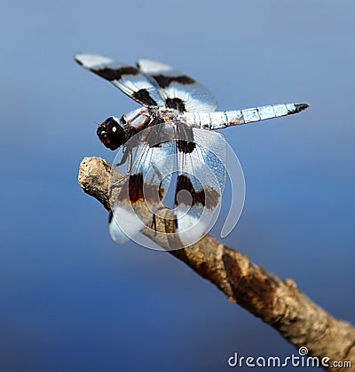 Eight-spotted skimmer (Libellula forensis) Stock Photo