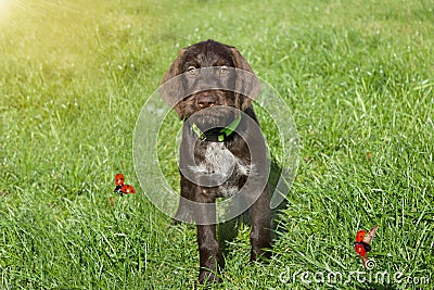 Czech pointer dog/ eight - week puppy of hunter dog named Cesky fousek Stock Photo