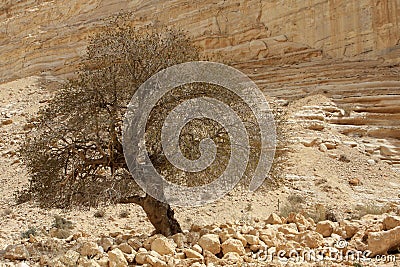 Ein Avdat Canyon, Israel Stock Photo