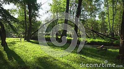 Ein entspannender Schuss eines Bachlaufs entlang der Waldlandschaft mit Sonnenstrahlen durch die Bäume stock footage Ein entspannender Schuss eines Bachlaufs entlang der Waldlandschaft mit Sonnenstrahlen durch die Bäume stock footage