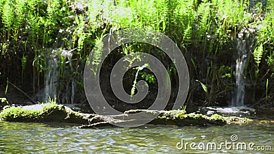 Ein entspannender Schuss eines Bachlaufs entlang der Waldlandschaft mit Sonnenstrahlen durch die Bäume stock footage Ein entspannender Schuss eines Bachlaufs entlang der Waldlandschaft mit Sonnenstrahlen durch die Bäume stock footage