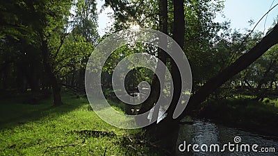 Ein entspannender Schuss eines Bachlaufs entlang der Waldlandschaft mit Sonnenstrahlen durch die Bäume stock video footage Ein entspannender Schuss eines Bachlaufs entlang der Waldlandschaft mit Sonnenstrahlen durch die Bäume stock video footage
