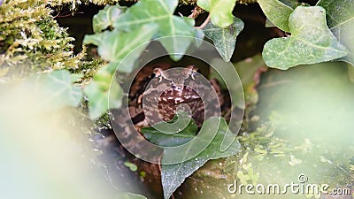 Ein Frosch sitzt in dem Teich und fängt eine Fliege Ein Frosch sitzt in dem Teich und fängt eine Fliege
