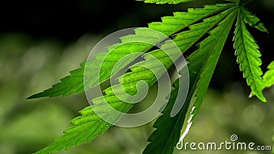 Ein Grün, großes Blatt des Hanfs Das hintergrundbeleuchtete, helle Hanfblätter glättend Ein Grün, großes Blatt des Hanfs Das hintergrundbeleuchtete, helle Hanfblätter glättend