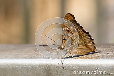 Kleiner Schillerfalter (Apatura ilia Stock Photo