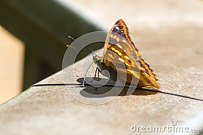 Kleiner Schillerfalter (Apatura ilia Stock Photo