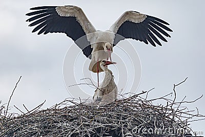 Ein paar StÃ¶rche bauen im FrÃ¼hling ihr Nest Stock Photo