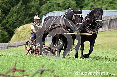 A team of horses with a historic plow in Austria Editorial Stock Photo