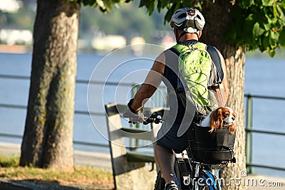 A cyclist with a dog in the back seat Editorial Stock Photo