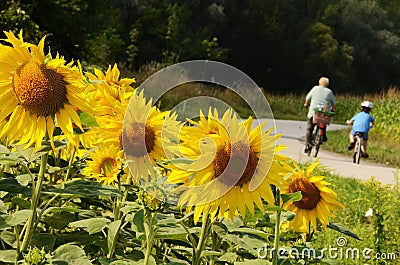 A sunflower field on the Danube Cycle Path with cyclists in the background Editorial Stock Photo