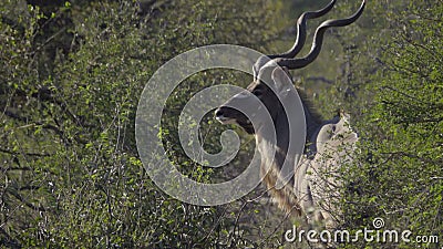 Ein Stier Kudu-Drehungen zum Profil Ein Stier Kudu-Drehungen zum Profil