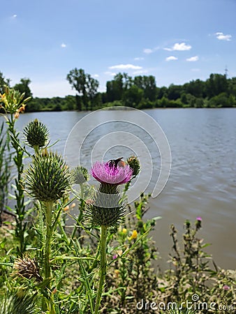 Eine Biene auf einer Blume in einem Stadtpark Stock Photo