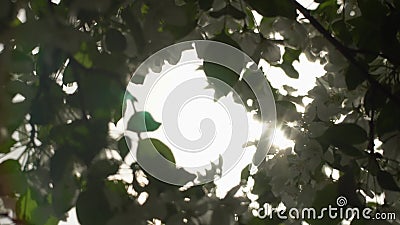 Eine blühende Zweig des Apfelbaums im Frühjahr mit hellem Wind Blühender Apfel mit schönen weißen Blumen Verzweigen Sie sich stock footage Eine blühende Zweig des Apfelbaums im Frühjahr mit hellem Wind Blühender Apfel mit schönen weißen Blumen Verzweigen Sie sich stock footage