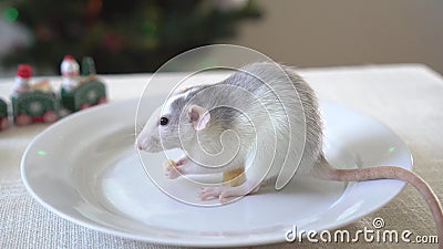 Eine Ratte, Die Auf Einem Weißen Teller Sitzt Und Käse Isst  Neujahrsdekoration Im Hintergrund Stock Footage - Video von essen, tier:  162828736
