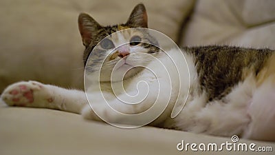 Eine Susse Weisse Katze Mit Roten Flecken Liegt Auf Dem Sofa Und Leckt Sich Mit Der Zunge Stock Video Video Von Freude Schnurrbart 161915815