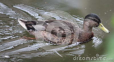 Eine wilde Ente schwimmt auf dem Wasser. Stock Photo