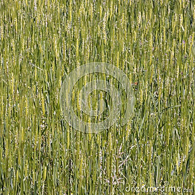 Einkorn wheat grows at the field Stock Photo