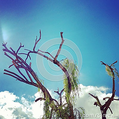 Einsamer Baum Stock Photo