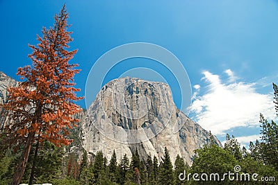 El Capitan granite rocks, known for breathtaking climbing routes,view from Yosemite valley, California, USA. Stock Photo