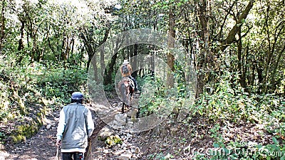 A photographer horseback rides to the Monarch Butterfly Biosphere Reserve of Santuario El Capulin Editorial Stock Photo