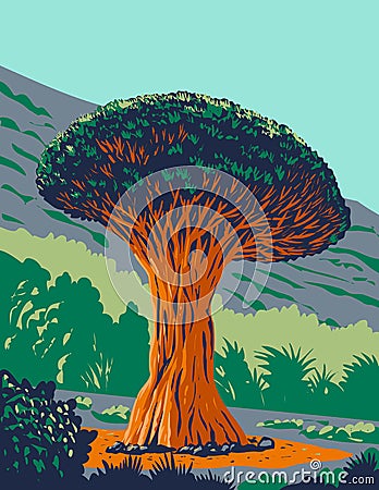 El Drago Milenario or Drago De Icod De Los Vinosdone of Genus Dracaena Draco or Dragon Tree in Icod De Los Vinos Tenerife Spain Vector Illustration