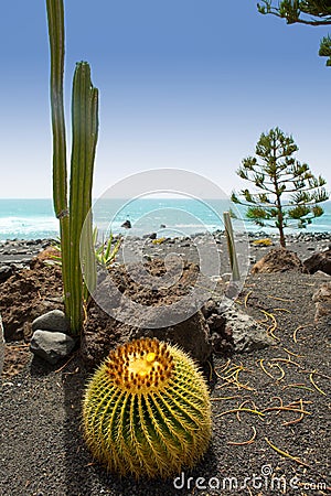 El Golfo in Lanzarote cactus at Atlantic shore Stock Photo