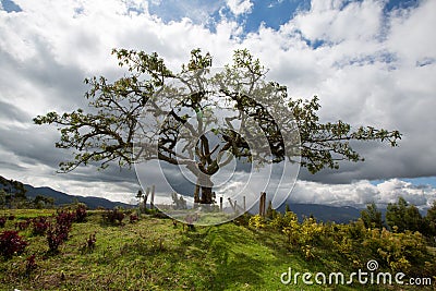 El Lechero, the sacred tree of Otavalo Stock Photo